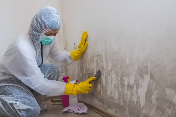 Best Attic Mold Removal  in Cade, LA